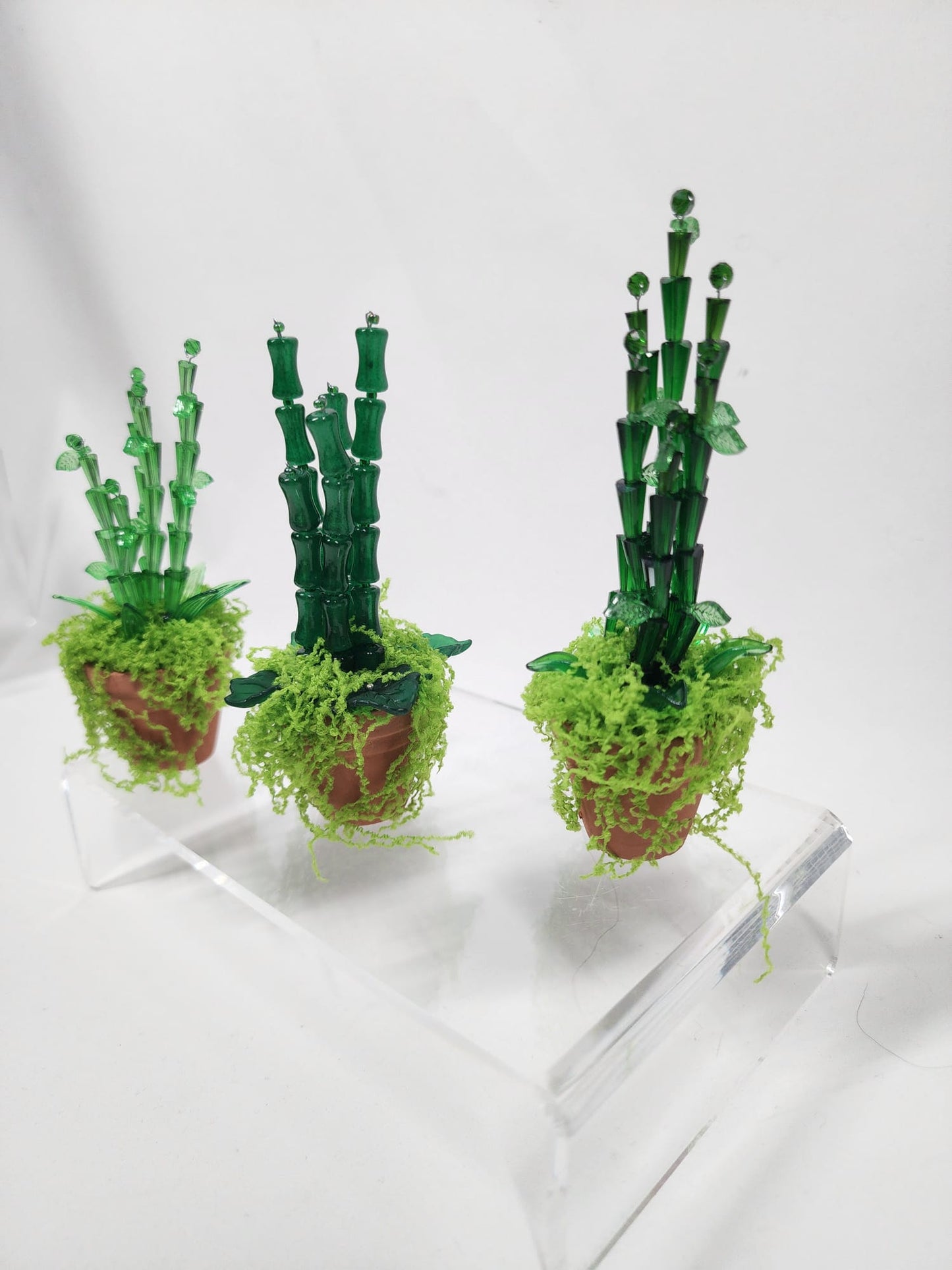 Evergreen Bamboo minis